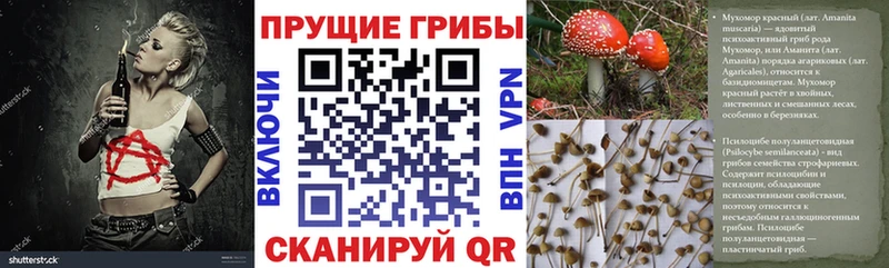 где можно купить Юрга Псилоцибиновые грибы GOLDEN TEACHER